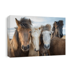 Horses